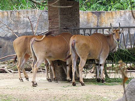 動物園42.JPG