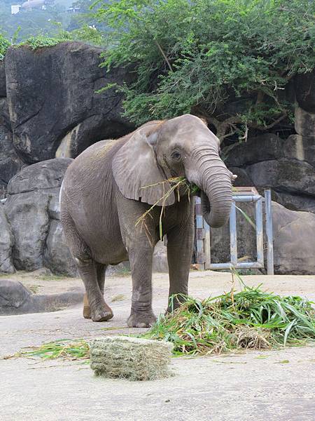 動物園49.JPG