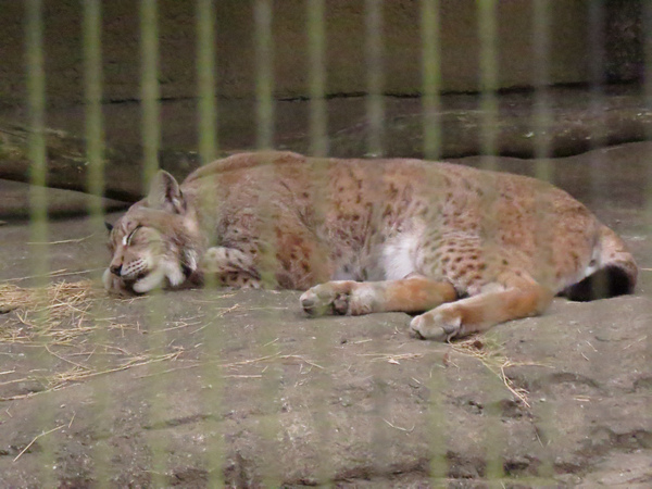 動物園56.JPG