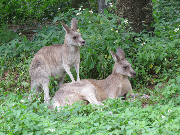 動物園81.JPG