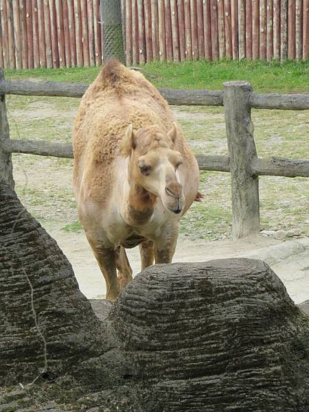 動物園93.JPG