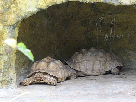 動物園108.JPG