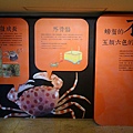 台灣博物館~螃蟹特展3.JPG