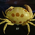 台灣博物館~螃蟹特展88.JPG