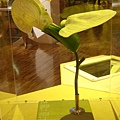 台灣博物館~植物的魔法特展17.JPG