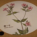 台灣博物館~植物的魔法特展57.JPG