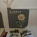 台灣博物館~植物的魔法特展63.JPG