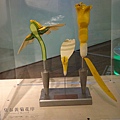 台灣博物館~植物的魔法特展73.JPG