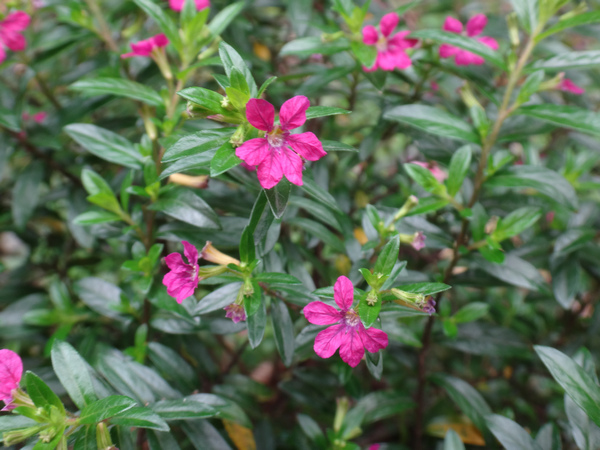 細葉雪茄花5.JPG