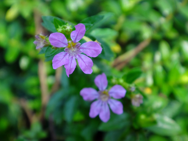 細葉雪茄花4.JPG