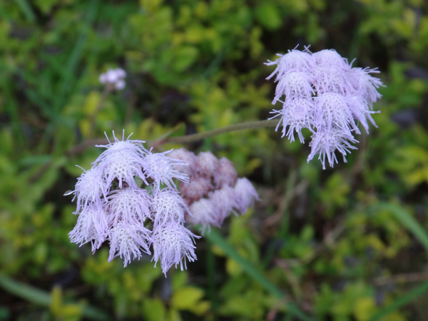 紫花藿香薊2.JPG