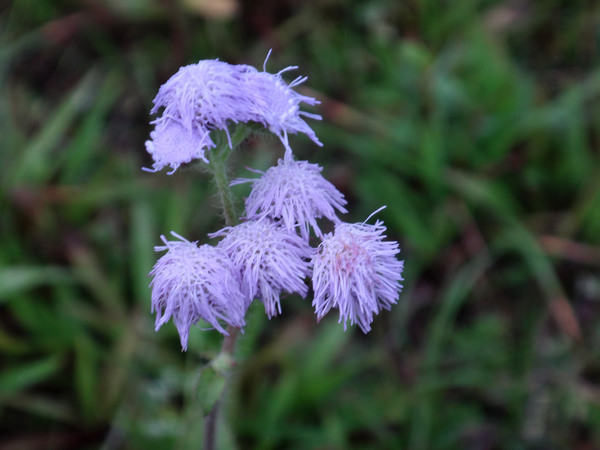 紫花藿香薊5.JPG