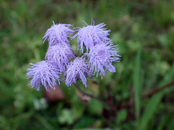 紫花藿香薊4.JPG