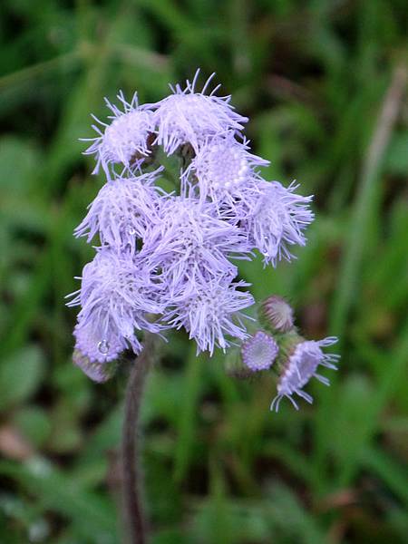 紫花藿香薊6.JPG
