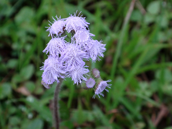 紫花藿香薊7.JPG