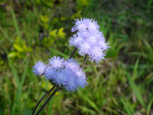 紫花藿香薊9.JPG