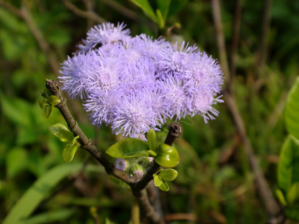 紫花藿香薊 Lucia的窩 痞客邦