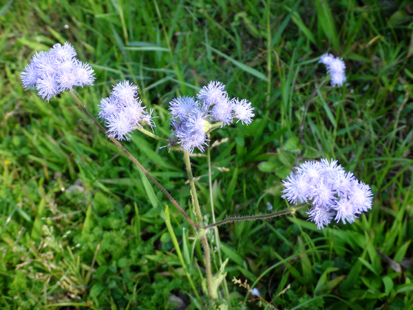 紫花藿香薊12.JPG