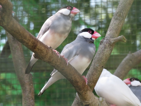 森林鳥花園(類)1.JPG