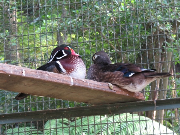 森林鳥花園(類)10.JPG