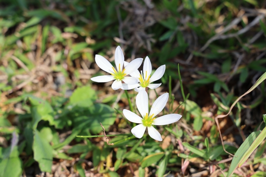 牛仔莊園