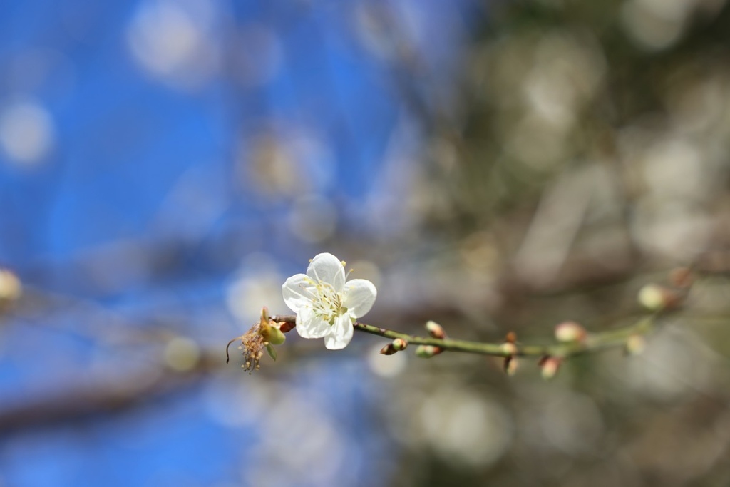 角板山行館(賞梅)