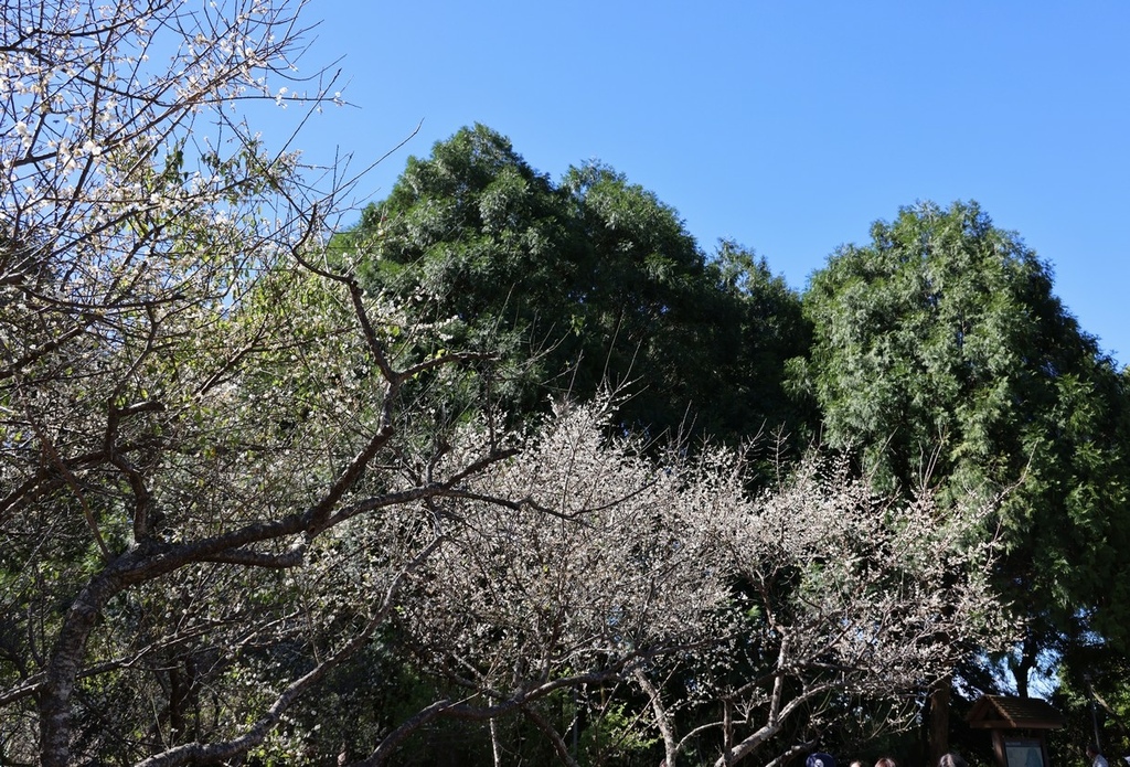 角板山行館(賞梅)