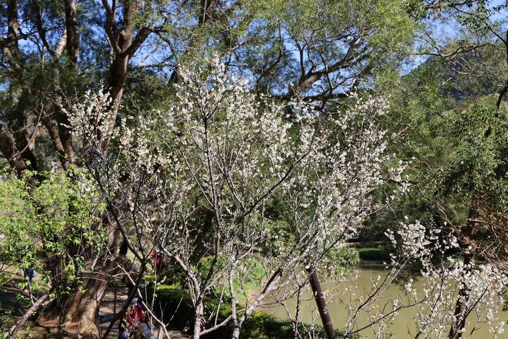 角板山行館(賞梅)