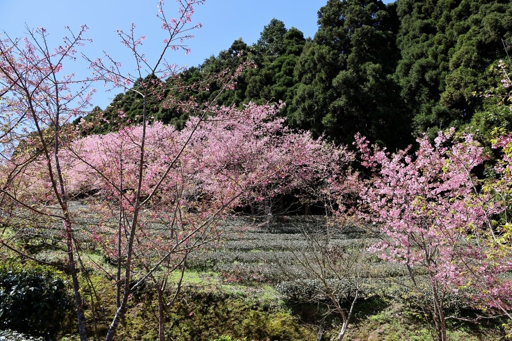 山上人家休閒農場(2022年櫻花季)