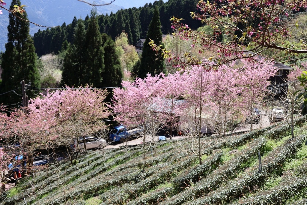 山上人家休閒農場(2022年櫻花季)