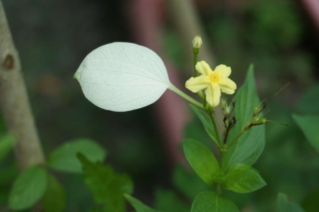 小玉葉金花 小玉葉金花