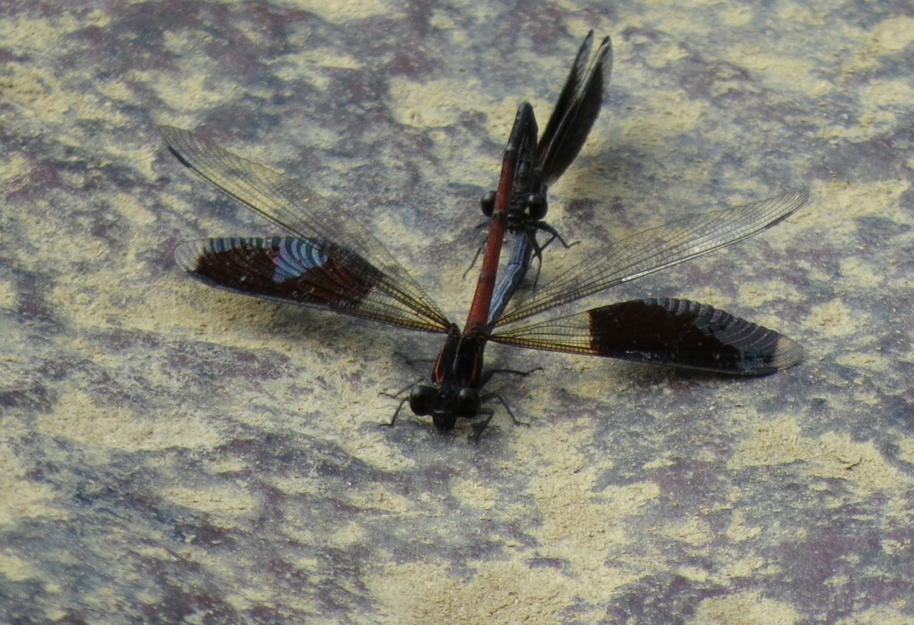 IMG_7698.jpg IMG_7698.jpg