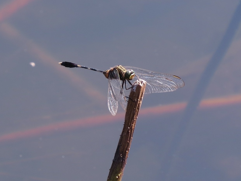 IMG_1593.jpg IMG_1593.jpg