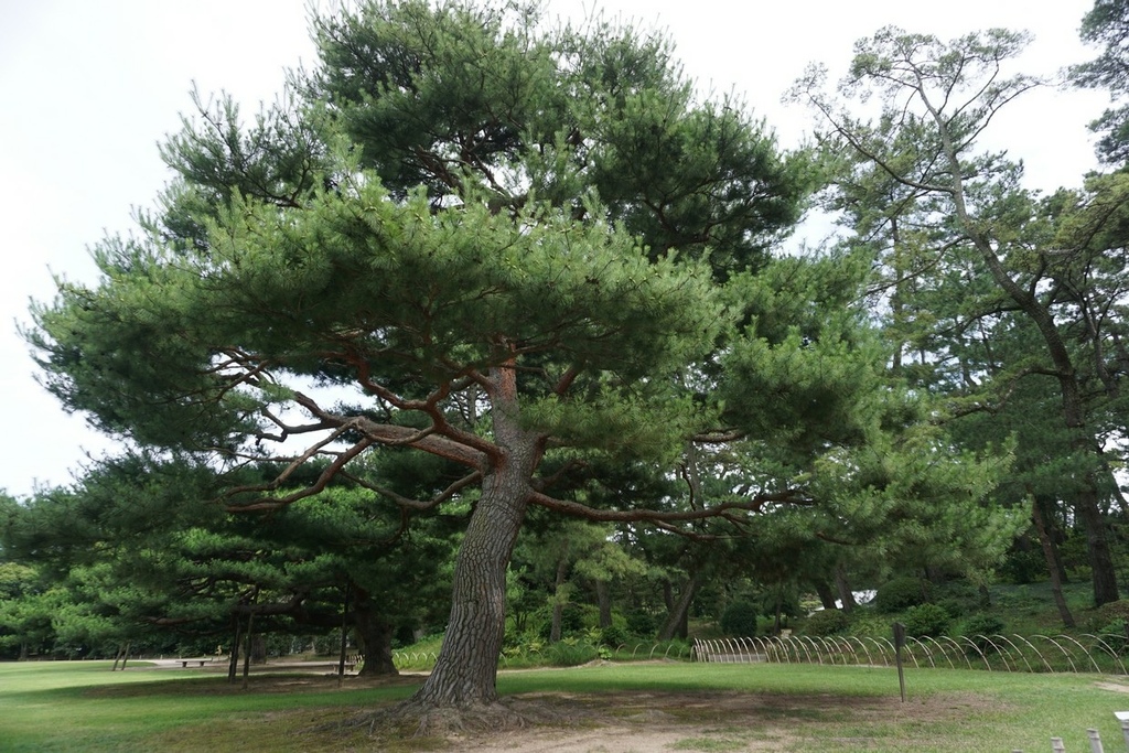 20230624日本岡山四國(6)栗林公園、高松AEON購物