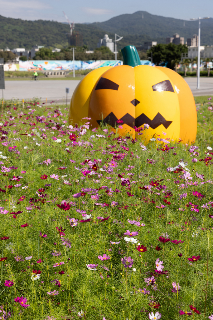 大佳河濱公園 向日葵花海