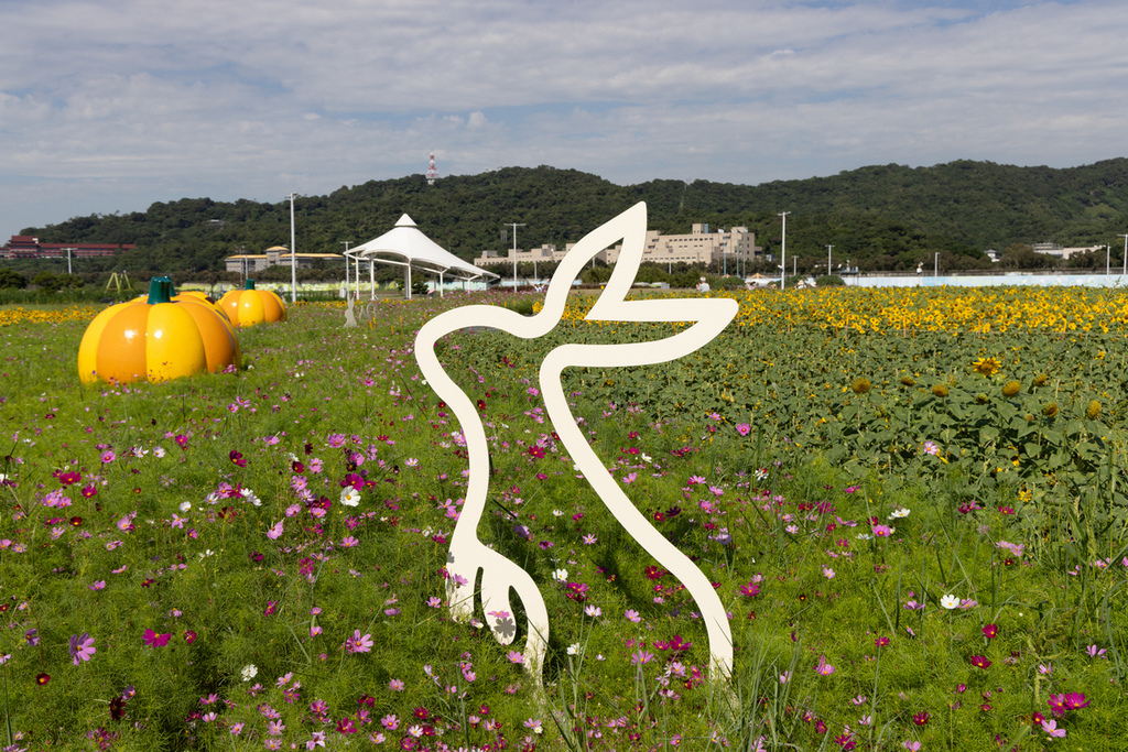 大佳河濱公園 向日葵花海