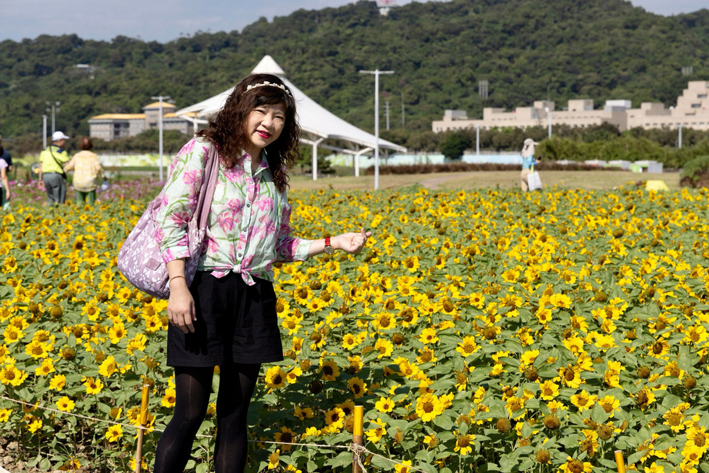 大佳河濱公園 向日葵花海