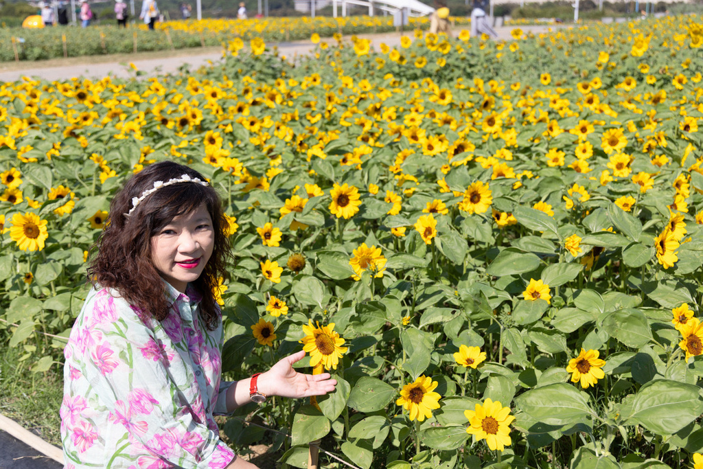 大佳河濱公園 向日葵花海