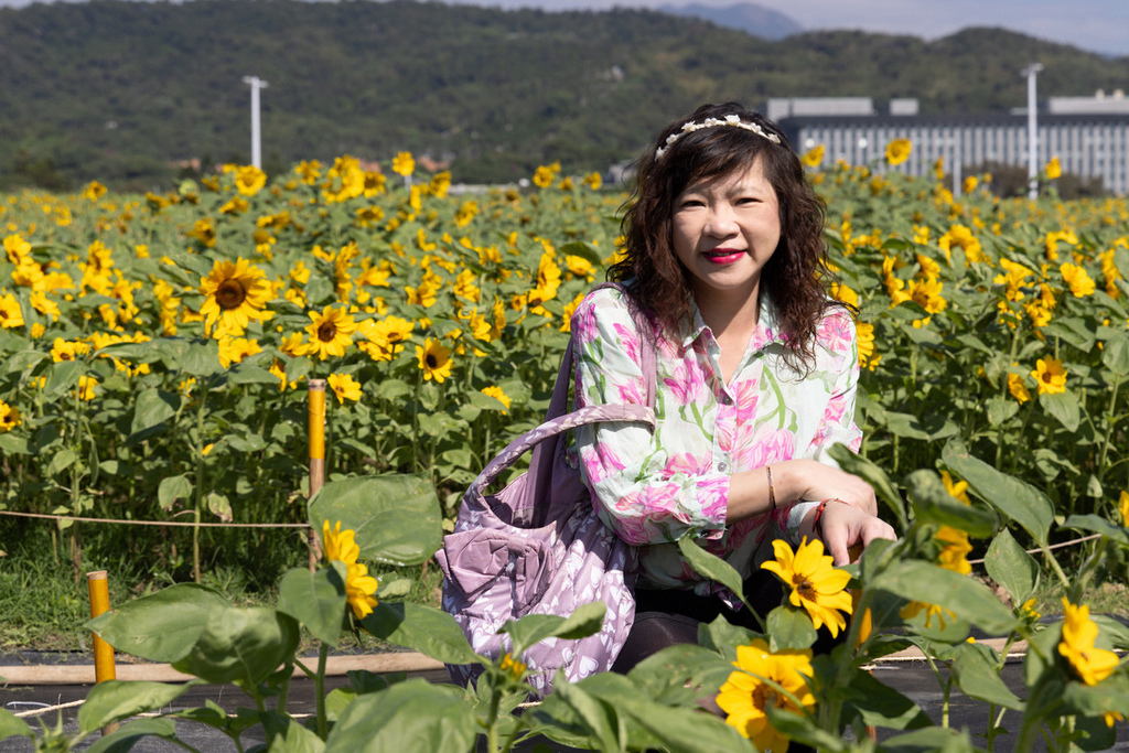 大佳河濱公園 向日葵花海