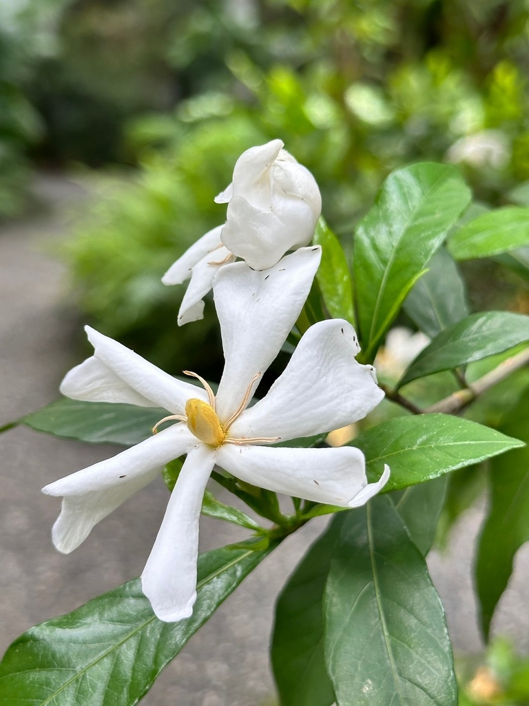 山黃梔(單瓣梔子花)