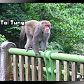 登仙橋看猴子