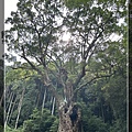 武雄神社千年楠樹