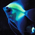 中型慈鯛螢光魚