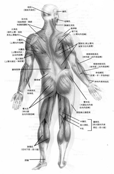 人體肌肉圖背面