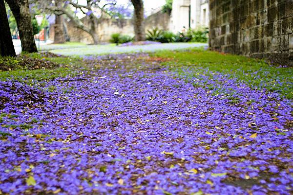 jacaranda-season.jpg