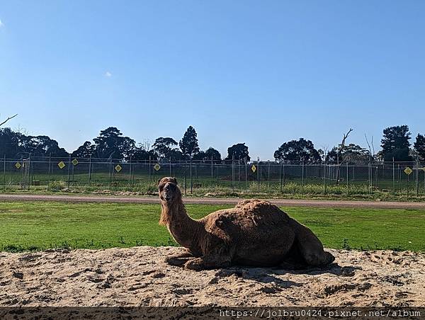 LINE_ALBUM_日間動物園_230711_16.jpg