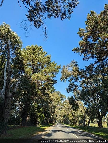 【澳洲輕旅行-Melbourne墨爾本】莫寧頓半島最美酒莊 