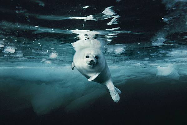 skerry-fur-seal