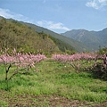 滿山遍野的桃花