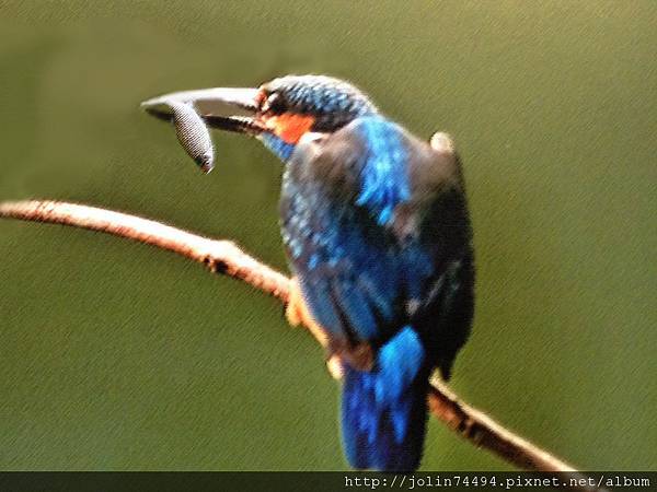 翠鳥合成.jpg 翠鳥合成.jpg